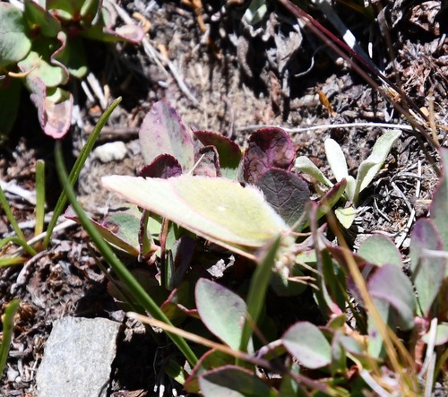 iNaturalist observation photo of Sierra Sulphur