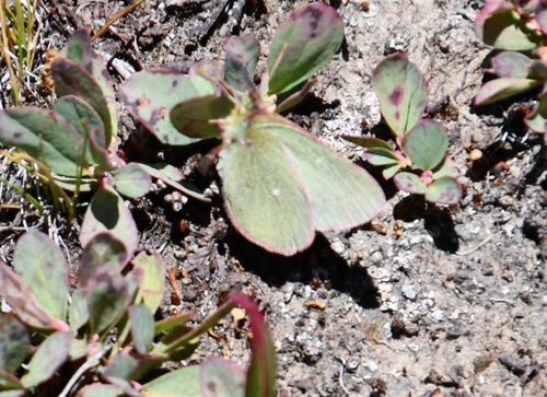 iNaturalist observation photo of Sierra Sulphur