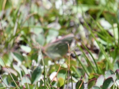 iNaturalist observation photo of Sierra Sulphur