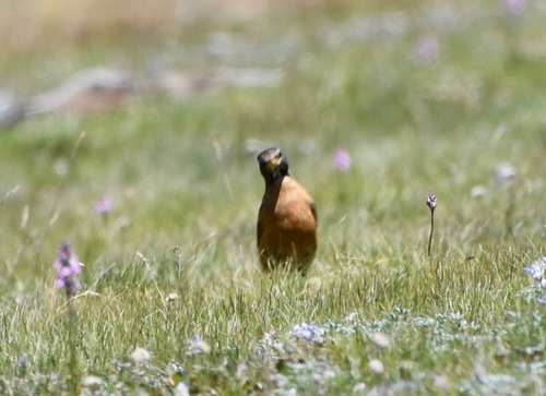 iNaturalist observation photo of American Robin