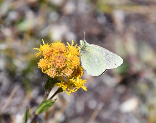 iNaturalist observation photo of Sierra Sulphur