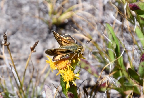 iNaturalist observation photo of Sandhill Skipper