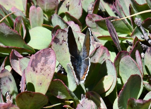 iNaturalist observation photo of Shasta Blue