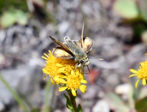 iNaturalist observation photo of Sandhill Skipper