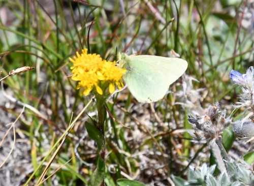 iNaturalist observation photo of Sierra Sulphur