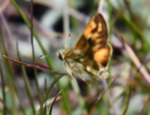 iNaturalist observation photo of Sandhill Skipper