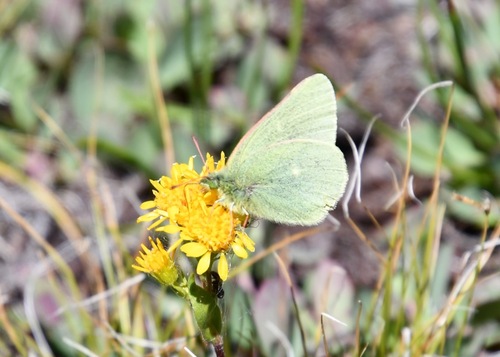 iNaturalist observation photo of Sierra Sulphur