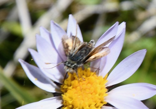 iNaturalist observation photo of Sandhill Skipper
