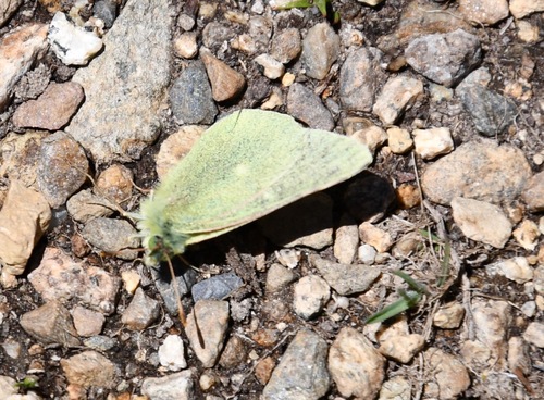 iNaturalist observation photo of Sierra Sulphur
