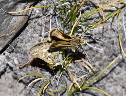 iNaturalist observation photo of Sandhill Skipper