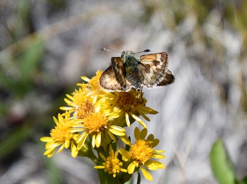 iNaturalist observation photo of Sandhill Skipper