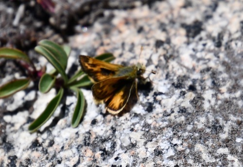 iNaturalist observation photo of Sandhill Skipper