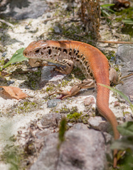 Sand Lizard