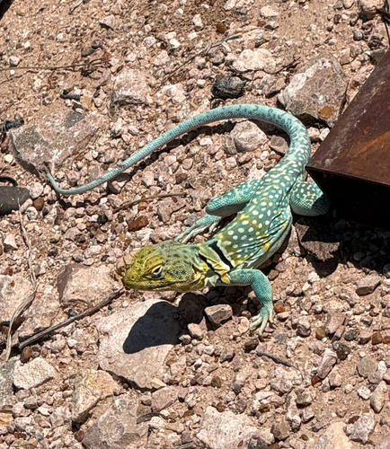Eastern Collared Lizard