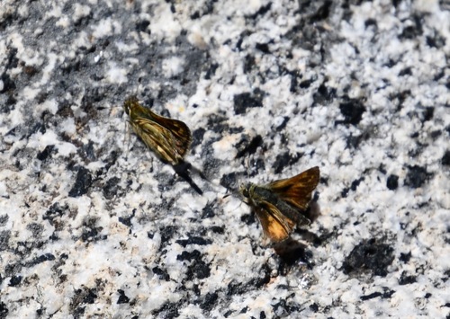 iNaturalist observation photo of Sandhill Skipper