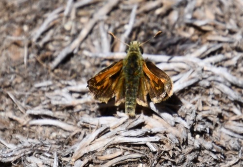 iNaturalist observation photo of Sandhill Skipper