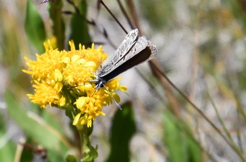 iNaturalist observation photo of Shasta Blue