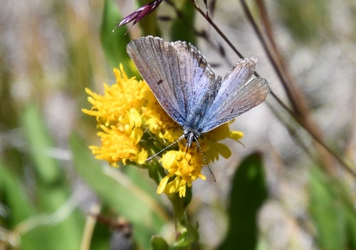 iNaturalist observation photo of Shasta Blue