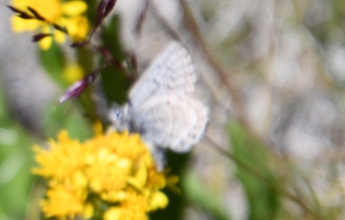 iNaturalist observation photo of Shasta Blue