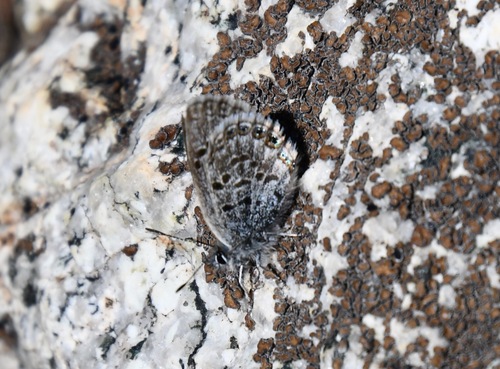 iNaturalist observation photo of Shasta Blue