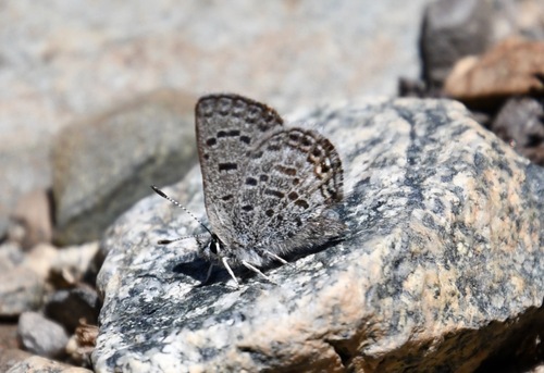 iNaturalist observation photo of Shasta Blue