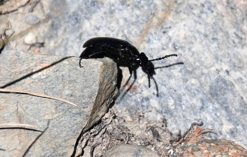 iNaturalist observation photo of punctate blister beetle