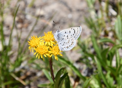 iNaturalist observation photo of Shasta Blue