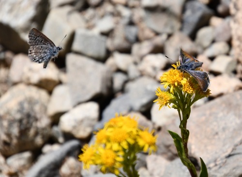 iNaturalist observation photo of Shasta Blue