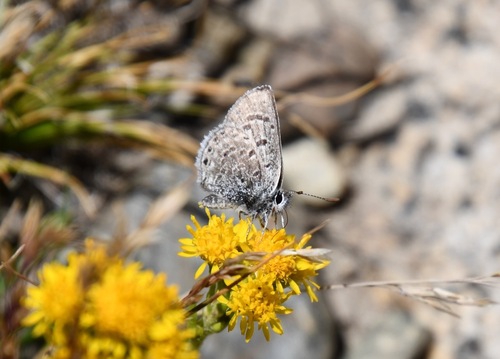iNaturalist observation photo of Shasta Blue