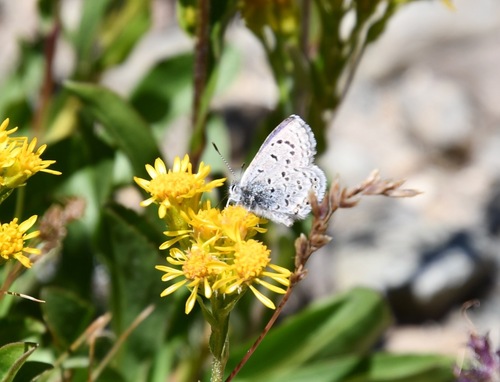 iNaturalist observation photo of Shasta Blue