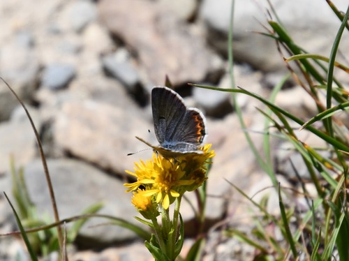 iNaturalist observation photo of Shasta Blue