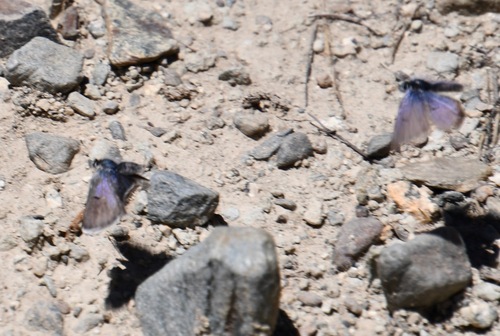 iNaturalist observation photo of Shasta Blue