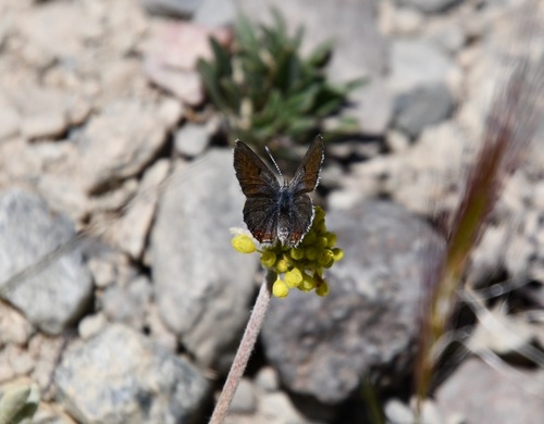 iNaturalist observation photo of Shasta Blue