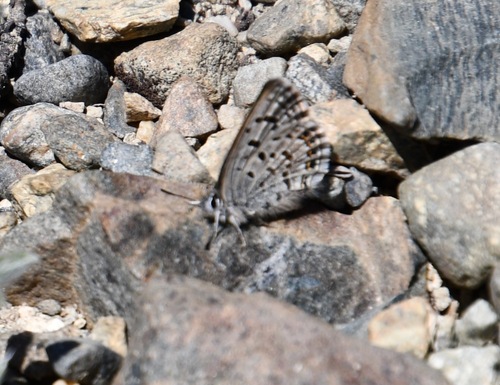 iNaturalist observation photo of Shasta Blue