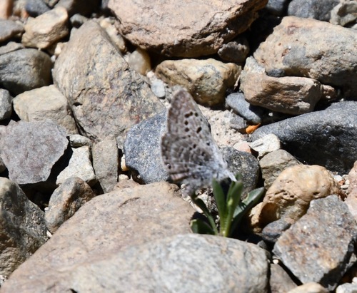 iNaturalist observation photo of Shasta Blue