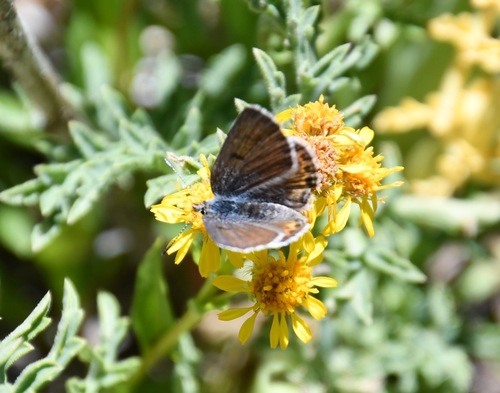 iNaturalist observation photo of Shasta Blue