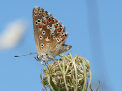 Polyommatus bellargus