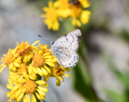 iNaturalist observation photo of Shasta Blue
