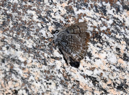 iNaturalist observation photo of Shasta Blue