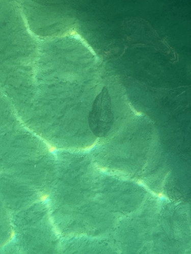 Estuarine Stonefish