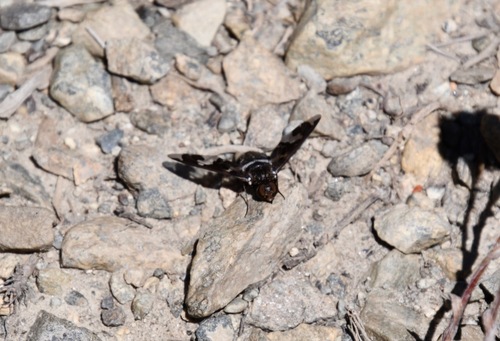 iNaturalist observation photo of Dorcadion Bee Fly
