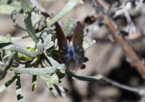 iNaturalist observation photo of Shasta Blue
