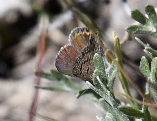 iNaturalist observation photo of Shasta Blue