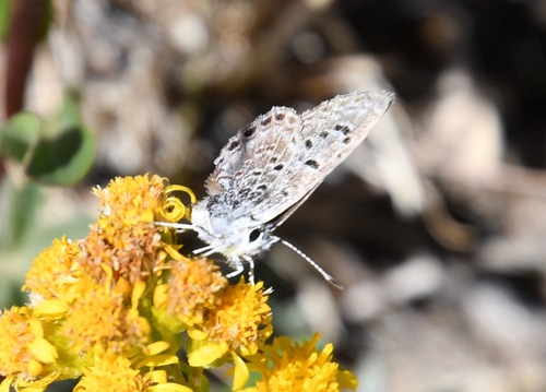 iNaturalist observation photo of Shasta Blue