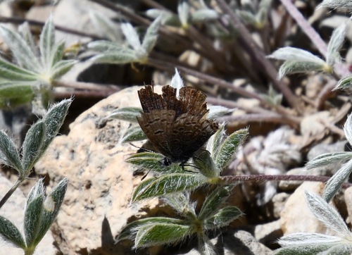 iNaturalist observation photo of Shasta Blue