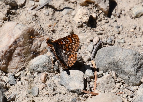 iNaturalist observation photo of Edith's Checkerspot