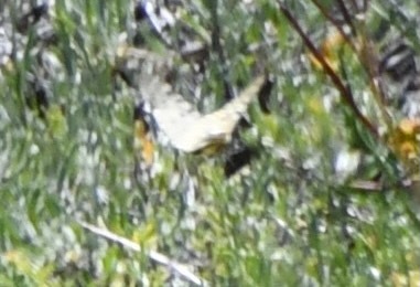 iNaturalist observation photo of Clodius Parnassian