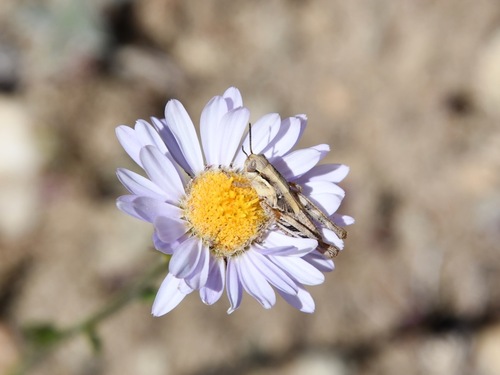 iNaturalist observation photo of Migratory Grasshopper