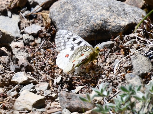 iNaturalist observation photo of Clodius Parnassian