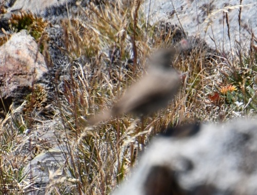 iNaturalist observation photo of Rock Wren